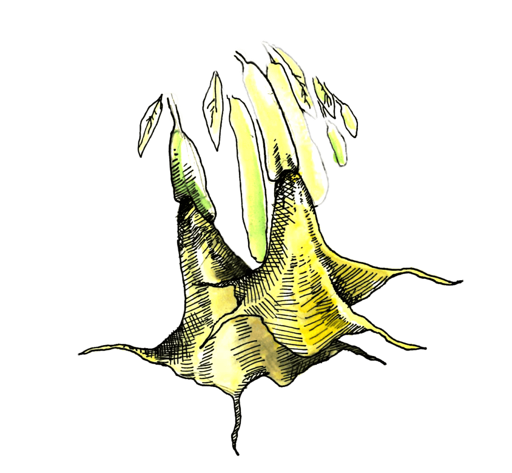 Illustration of Brugmansia