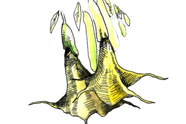 Angel's Trumpet