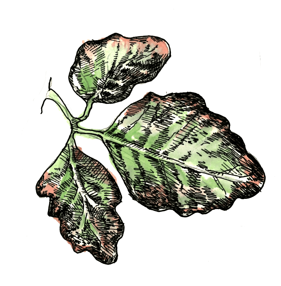 Posion Oak illustration