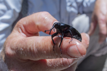 A female South American palm weevil.