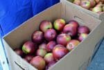 Arkansas Black Apples