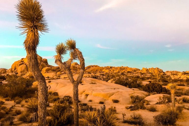 Sun set at Joshua Tree National Park.