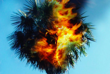 palm tree on fire
