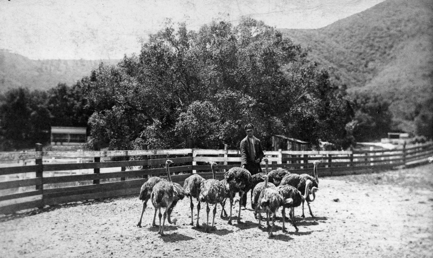 A man herding ostriches at Rancho Los Feliz.