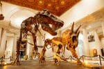 A photo of two large 67-million-year-old dinosaur fossils, a Triceratops prorsus and a Tyrannosaurus rex, on display in a marble museum foyer.