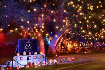 A nighttime photo of trees lit up with orange Halloween lights. Below one of the trees is a display table decorated with carved pumpkins.
